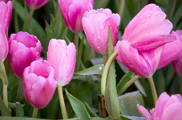 Foto de roze gebieden die van de tulpenbloem in de tuin bloeien