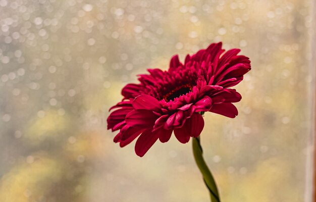 De roze gerberamadeliefjes sluiten omhoog