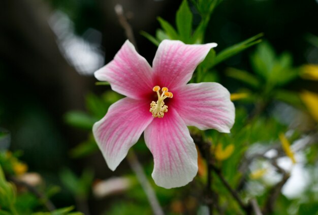 De roze hibiscusbloem van de Close-up