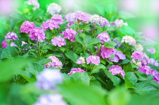 De roze hydrangea hortensia bloeit dicht omhoog