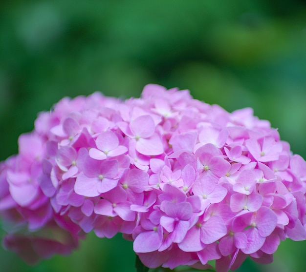 De roze hydrangea hortensia bloeit dicht omhoog