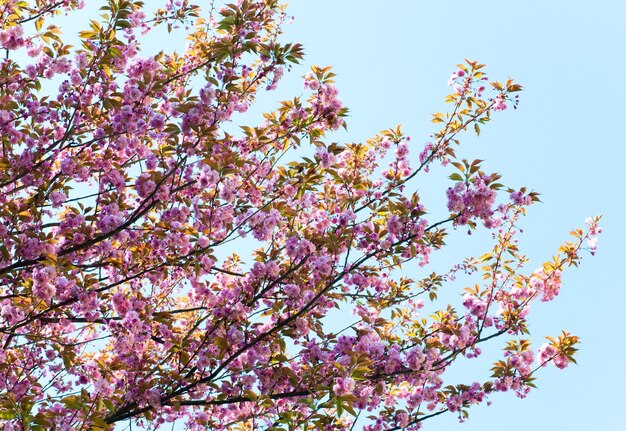 De roze Japanse bloesem van het kersentakje op blauwe hemel