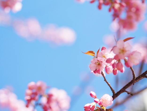 De roze kers komt bloem in volledige bloei tot bloei