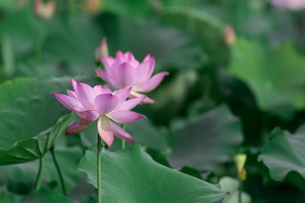 De roze lotus bloeit in de zomer