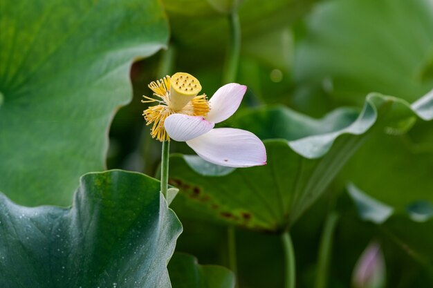 De roze lotus bloeit in de zomer