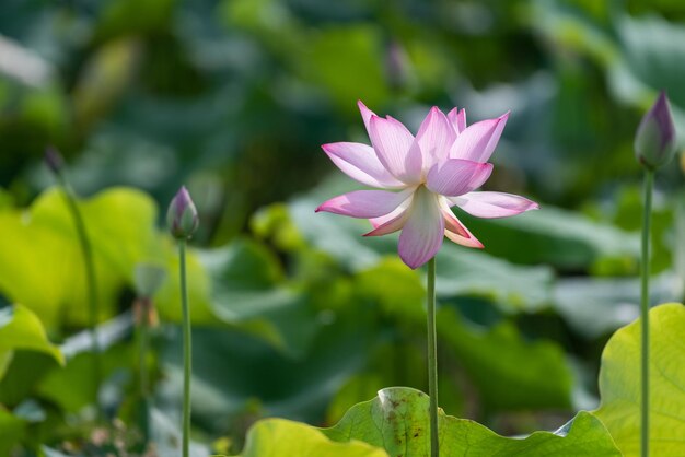 De roze lotus bloeit in de zomer.