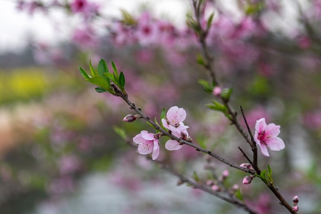 De roze perzikbloesems in het wild bloeien