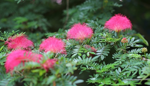 De roze tassel bloemen (Albizia julibrissin).