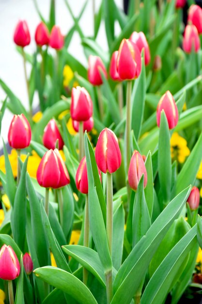 De roze tulp in de tuin.