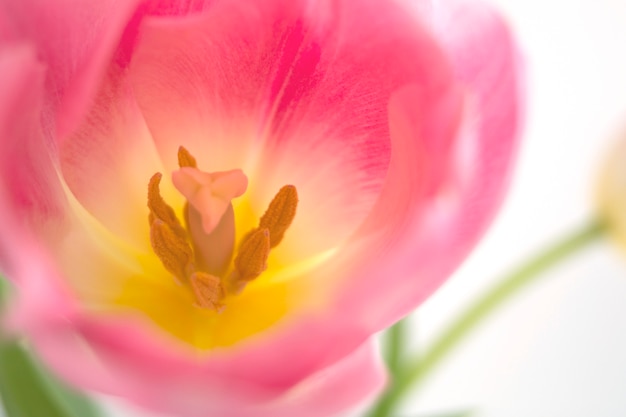 De roze tulpen sluiten omhoog op witte achtergrond.