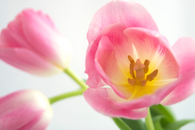 De roze tulpen sluiten omhoog op witte achtergrond.