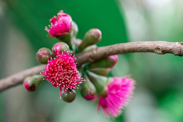 De rozenappelbloemen bloeien.