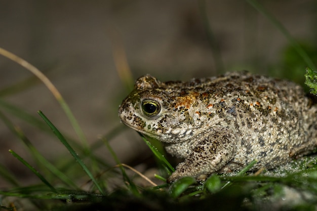 De rugstreeppad, Bufo calamita, zittend in het gras op het strand van Skagen, Denemarken.