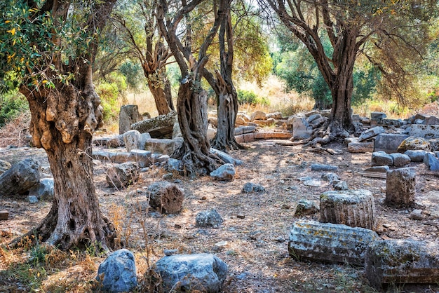 De ruïnes van de oude stad op het eiland Cleopatra en bizarre bomen Sedir eiland Egeïsche Zee Marmaris Turkije