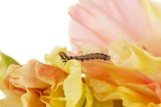 De rups die op gladiolenclose-up kruipt