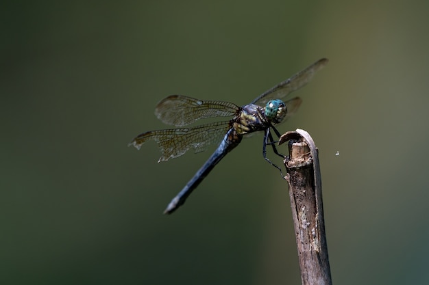 De rustende Dragonfly legde aan bij de punt van de tak op de donkere achtergrond.