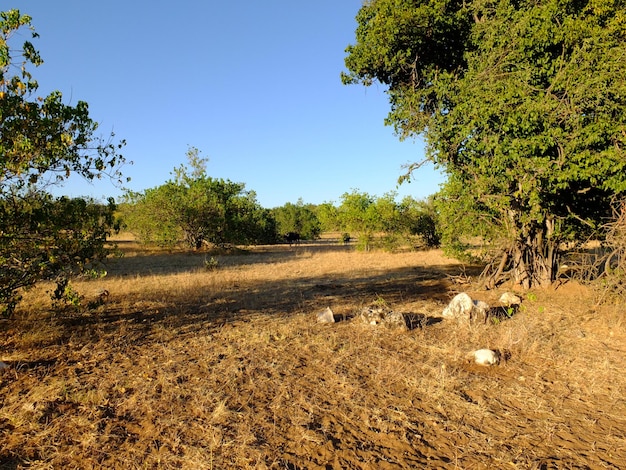 De safari in Chobe nationaal park Botswana Afrika