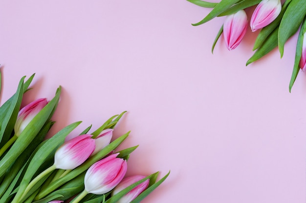 De samenstelling van tulpenbloemen op roze