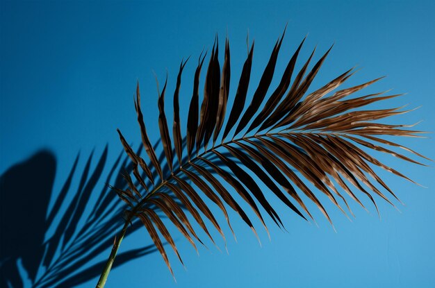 De schaduw van een palm op een blauwe achtergrond Generatieve AI