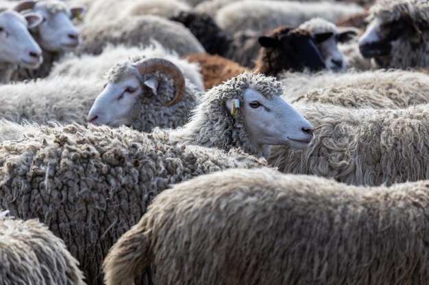 De schapen grazen vreedzaam in de stal een heleboel mooie lammen de stralen van de zon verlichten