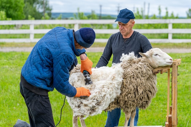 De schapen scheren door twee mannen Wol maken van boerderijdieren