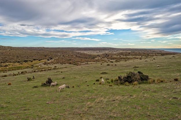 De schapentroep op het grasachtergrond van Patagonië