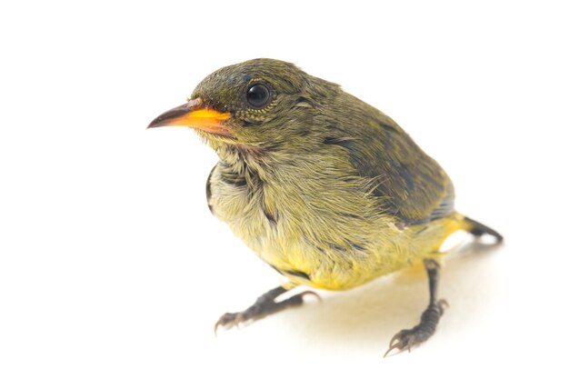 De scharlakenrode bloempikvogel