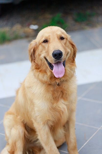 De schattige en golden retriever zit gehurkt op de grond en lacht van geluk