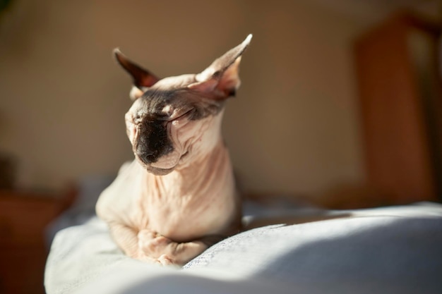 De schattige kale sphynx zit op een zonnige dag op het bed Sphynx in het interieur Naakte kat