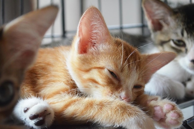 De schattige kittens rusten in de kooi