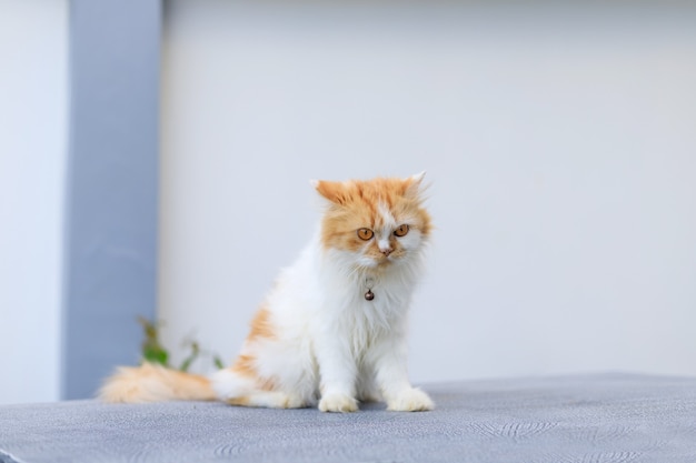 De schattige Perzische kat die op tafel zit