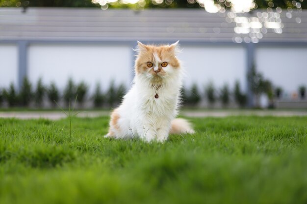 De schattige perzische kat, zittend op het groene grasveld