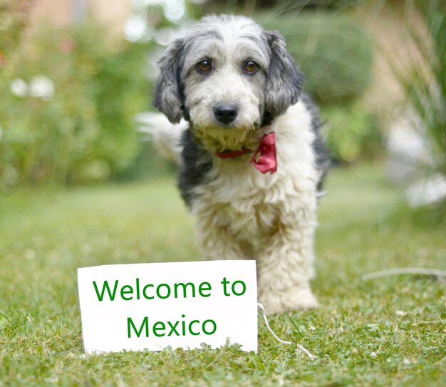 Foto de schattige zwart-wit geadopteerde zwerfhond op een groen gras focus op een hoofd van een hond text welkom in mexico