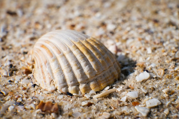 Foto de schelp ligt aan de zandige kust close-up