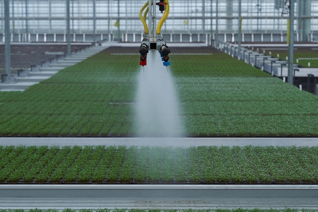 De scheuten van groen in de kas water geven