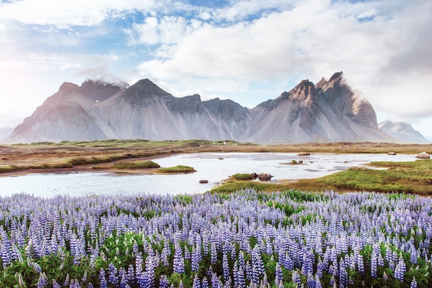 De schilderachtige landschappen van bossen en bergen van IJsland. Wilde blauwe lupine die binnen in de zomer bloeit