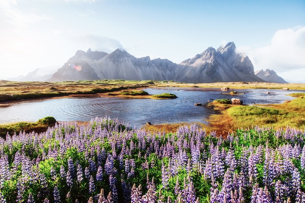 De schilderachtige landschappen van bossen en bergen van IJsland. Wilde blauwe lupine die binnen in de zomer bloeit