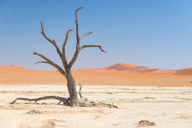 De schilderachtige Sossusvlei en Deadvlei, klei en zoutpan met gevlochten acaciabomen omringd door majestueuze zandduinen.