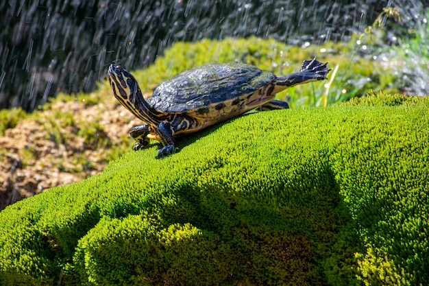 De schildpad ligt op het groene gras tegen de achtergrond van rondvliegende waterspatten