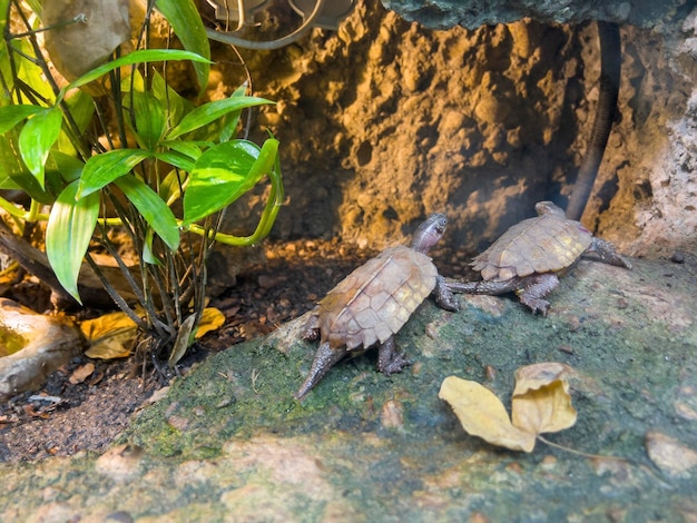 De schildpadden na de regen