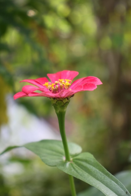 de schoonheid van bloemen in de tuin na de regen