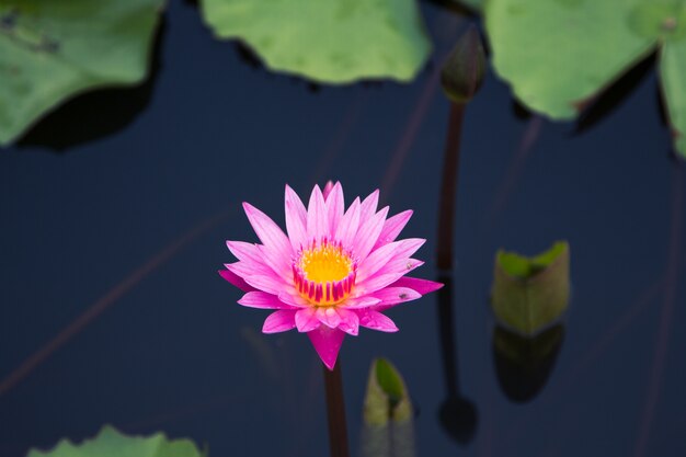 De schoonheid van de lotus in de vijver