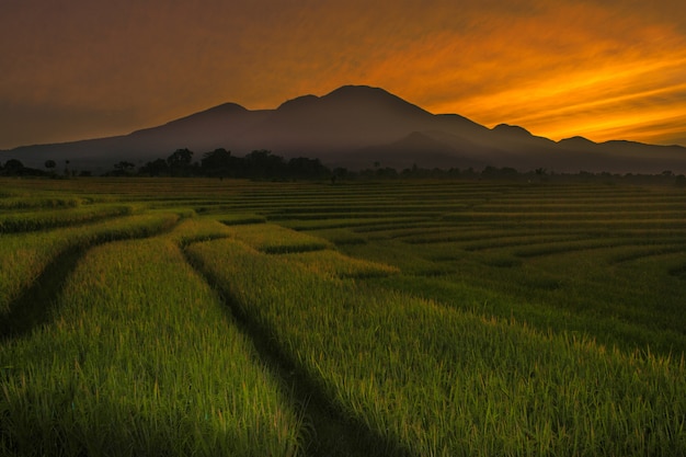 De schoonheid van de ochtend in indonesische rijstvelden met hoge bergen en mooie wolken