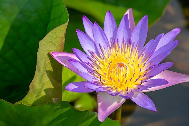 De schoonheid van de Purple Lotus Bloom in vijvers