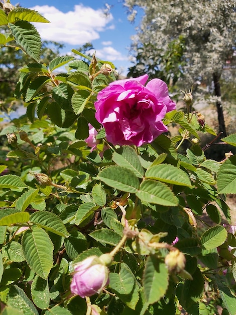 De schoonheid van de roze roos die op zijn tak bloeit en in knop verschijnt