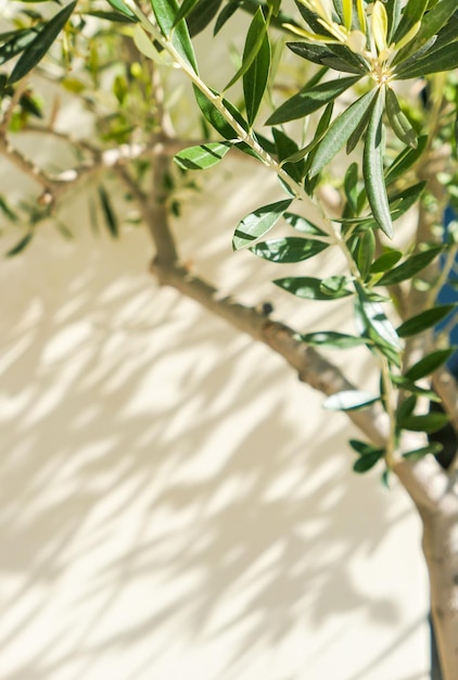 De schoonheid van een groene tuin