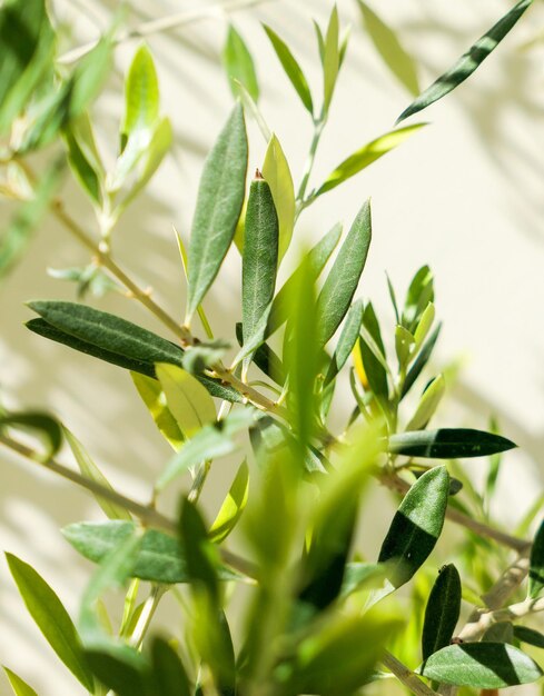 De schoonheid van een groene tuin