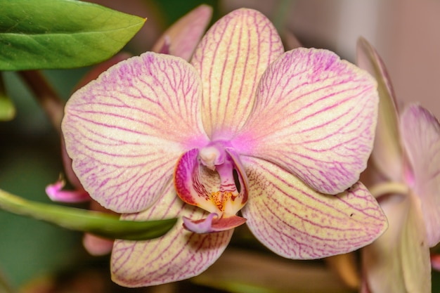 De schoonheid van een witte en paarse orchidee in volle bloei. Phalaenopsis Orchideebloem is de koningin van bloemen in Thailand.