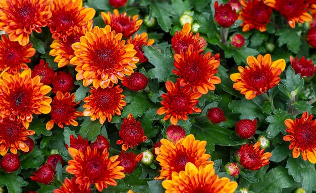 De schoonheid van geeloranje chrysantenbloemen