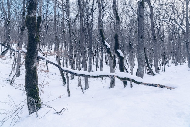 De schoonheid van het winterbos